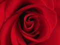 Vandaag is rood !