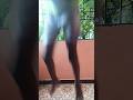 Nice try.. 🤔🤔#shorts #entertainment #comedy #funny #abimanyuyashikavlog