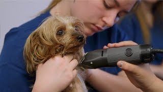 Four-legged friends provide hands-on training at Skills Center