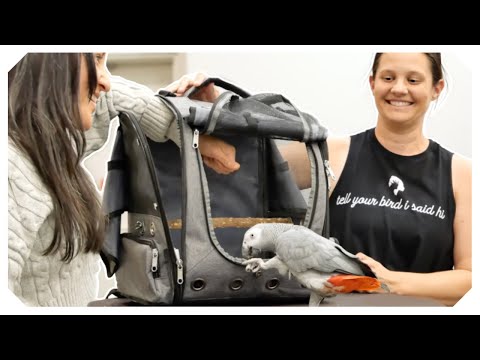 Backpack Training A Scared African Grey (step By Step Guide)