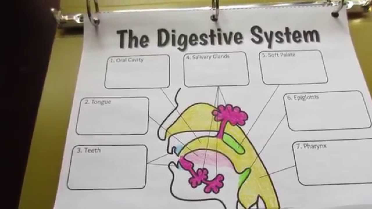 Big Digestive System Foldable - YouTube