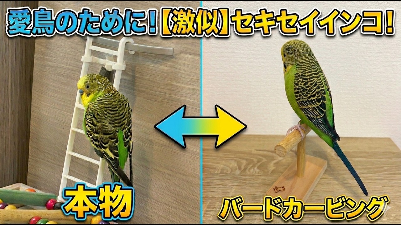 バードカービング(セキセイインコ) 驚愕のクオリティ】自作のバードカービングを本物のセキセイインコに