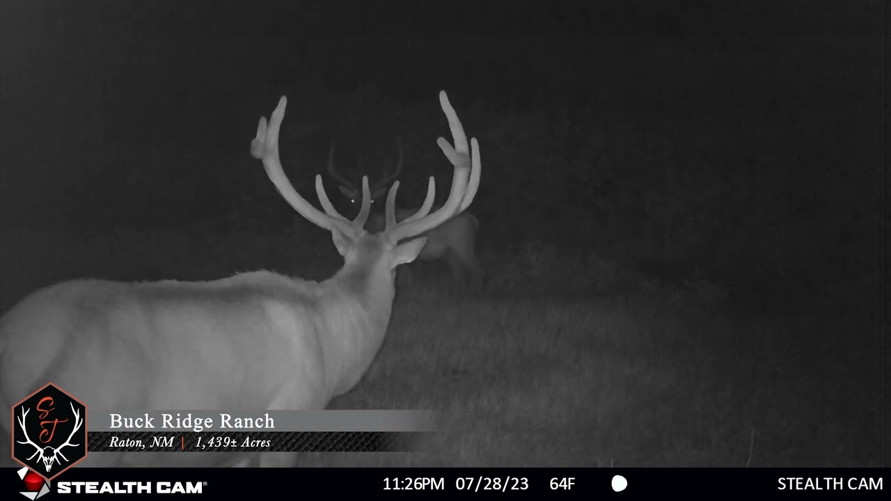 Buck Ridge Ranch- Trail Camera Video 09.07.2023