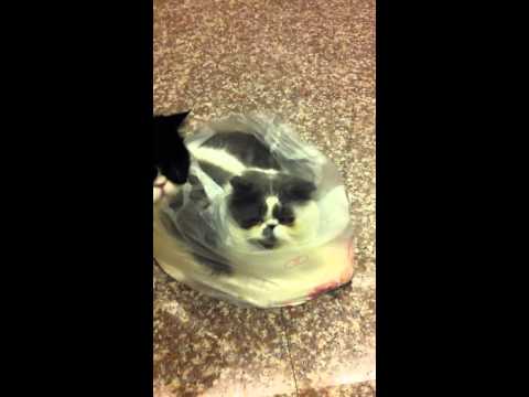 老闆 我要買一袋貓