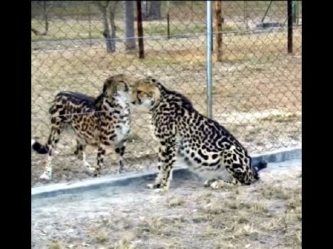 King Cheetah Cams ~ The 2 Cheetahs have a Meet and Greet Moment! June 3