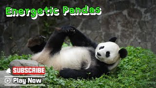 【Panda Billboard】Episode 353 How Active Can Pandas Be? | Ipanda
