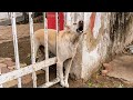 A dog was rescued after being stuck in an iron gate  dog stuck