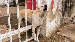 A Dog was Rescued after being Stuck in an iron gate. | Dog Stuck