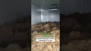 #stacked #dryingroom #dry #bamboofiber #processed #lay #sealed #heat #recirculated #dryer
