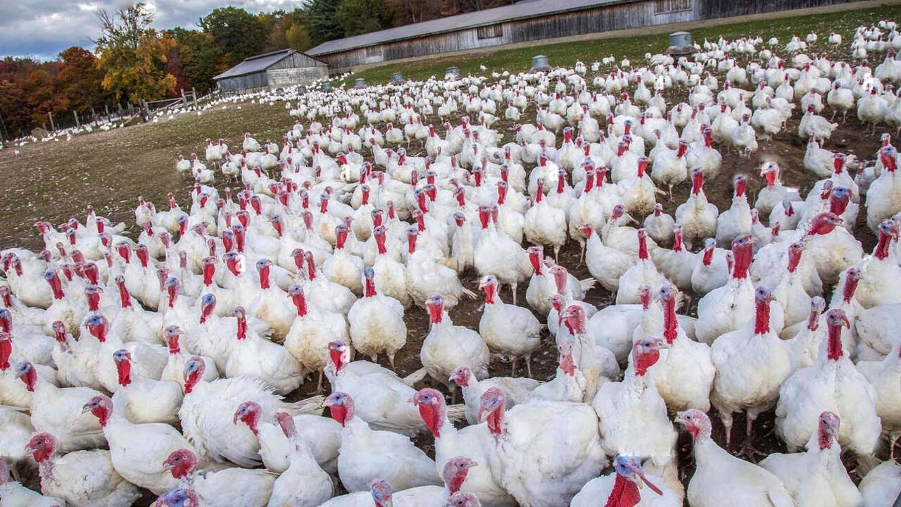 Outline Video How Are 223,7 Million Turkeys In The United States Raised – Poultry Farming