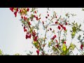 Crinodendron Hookerianum bloomed 2023