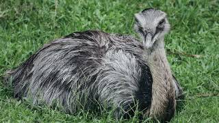 Can You Ride an Emu