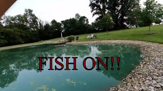 HUGE CHANNEL CATFISH IN THIS SMALL POND!! CHICKEN LIVER AND NIGHTCRAWLERS!