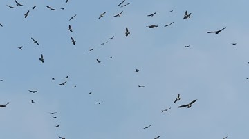 Swainson’s Hawk migration passing over Los Tarrales Natural Reserve in Guatemala