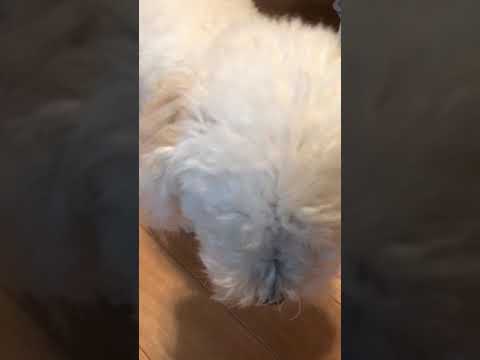 逆くしゃみ トイプードル Youtube