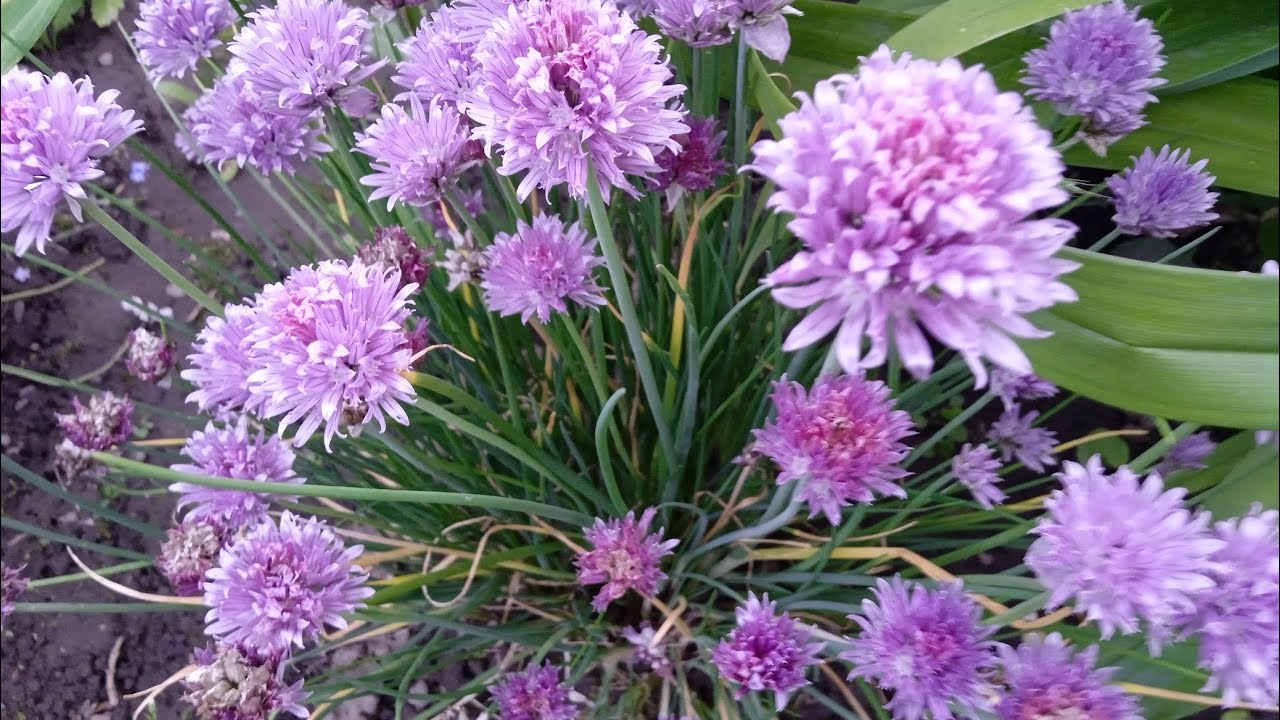 Купила бур'яни на ОЛХ. 😭Що звітує в жару.🤔