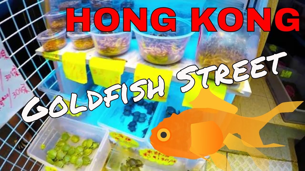 Goldfish Street Hong Kong YouTube