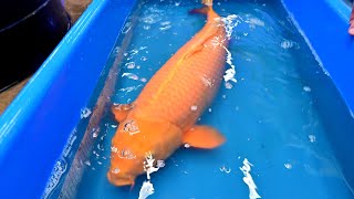 Modern Koi Home Entertainment - Folge 113