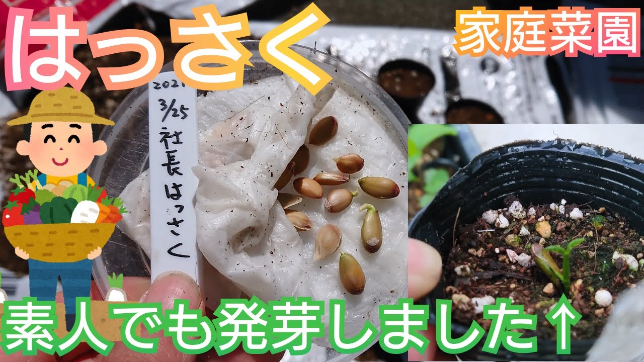はっさく/家庭菜園/2021年/素人でも発芽しました - YouTube