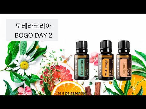 [BOGO DAY2] 도테라코리아 하나사면 하나무료 DAY2  [스피어민트 구매시, 오렌지, 자몽무료]