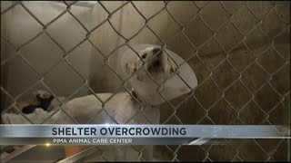 3 dogs saved from euthanasia, yet PACC remains at critical capacity