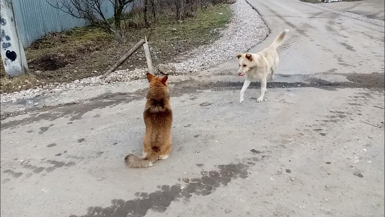 Собаки на улице Павлика Морозова - YouTube