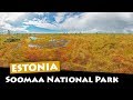 Soomaa national park estonia  bog walking tour and night safari