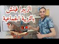 أسرع وأفضل طريقه لإنتاج الزيبرا فينش أو الفانجس بالتربيه الجماعيه بكل سهوله