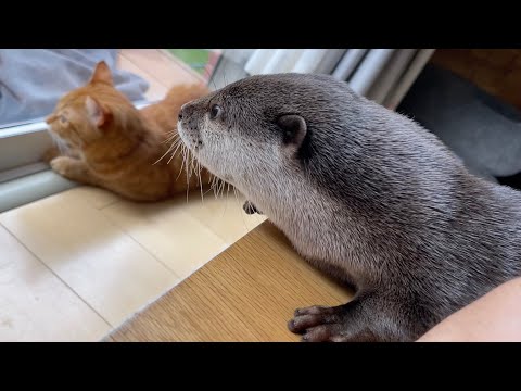 脇の間に入りたくて何度も突っ込んでくるカワウソ otter that repeatedly lunges at me to get between my sides.