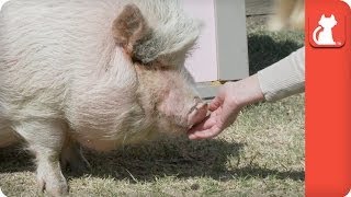 Peggy-Sue the Pot-bellied Pig - Tails of Hope by The Pet Collective Cares 6,814 views 10 years ago 4 minutes