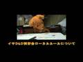 ゲームだいすき!Dungeons&Dragons ShadowOverMystara Clip1