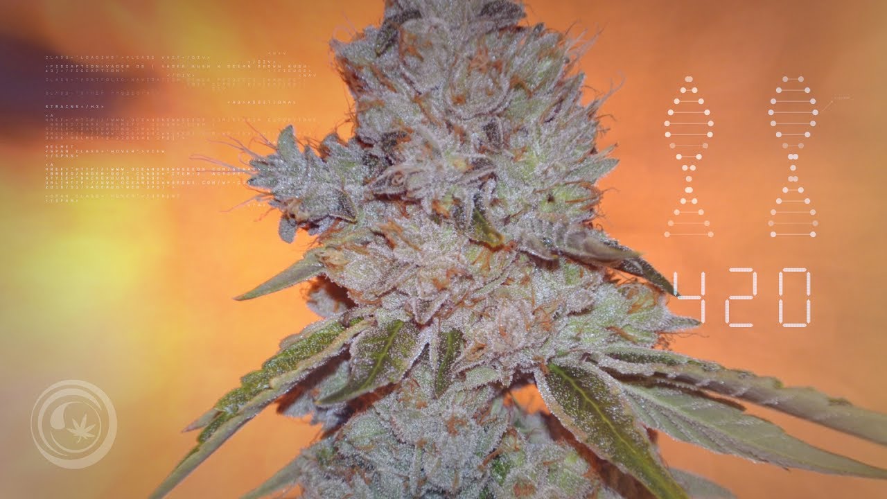 Vader OG - Experimental Footage