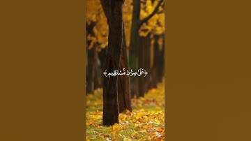 🟡 تلاوة من سورة يس🟡🟤من اجمل الاصوات 🟤