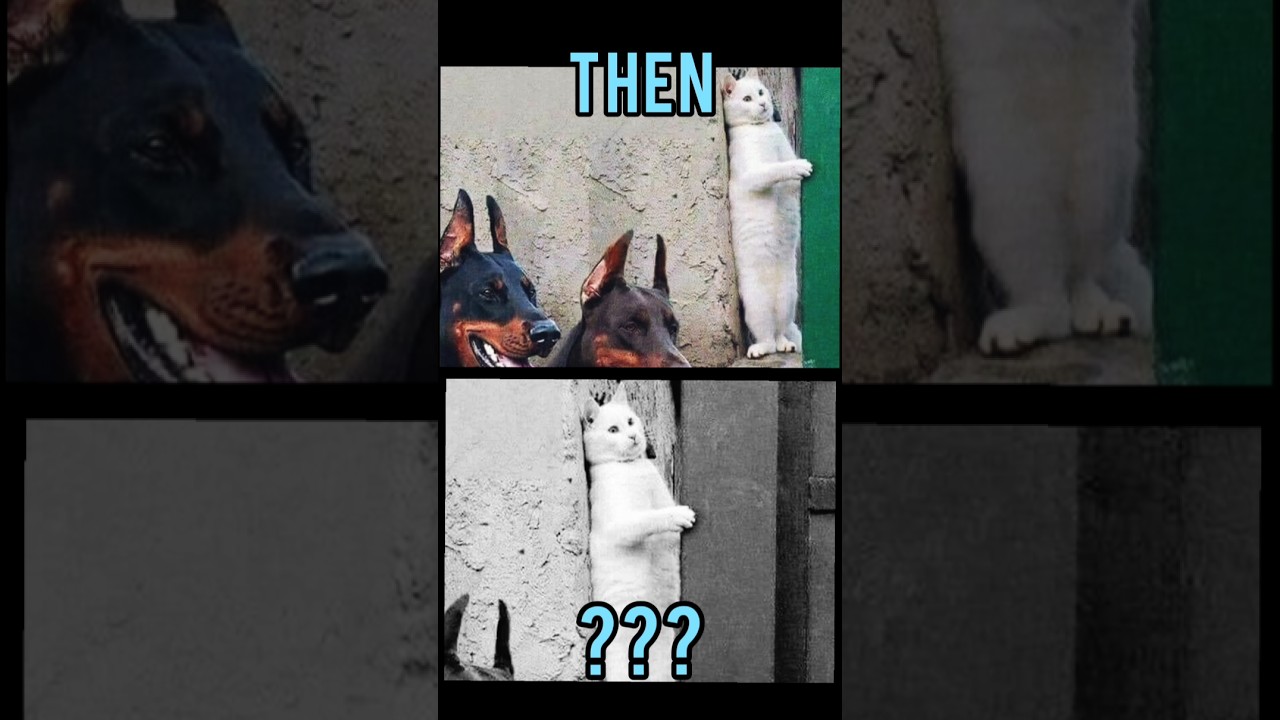 Famous Cats memes(Then vs Now) 