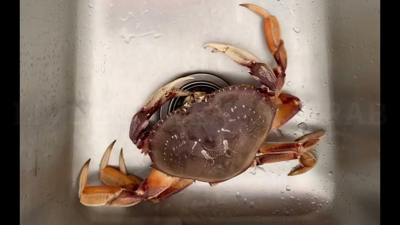 Dungeness crab dip sauce. Very delicious with sauce and beer. 首长黄道蟹, 蘸酱