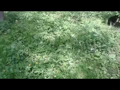 funny-cat-video---one-cat-in-the-grass-the-other-hiding-under-the-bush