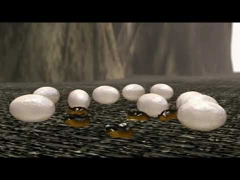 Exterminator for Fleas Bradenton