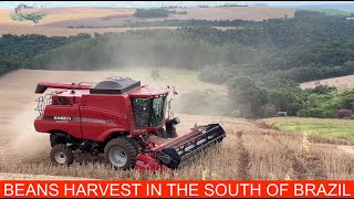 BEANS HARVEST SEASON IS BEING GREAT!