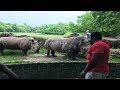 visitando un rinoceronte y mas animales