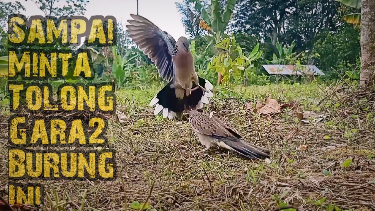 Sampai Minta Tolong Untuk Mendapatkan Tekukur Yang Satu Ini