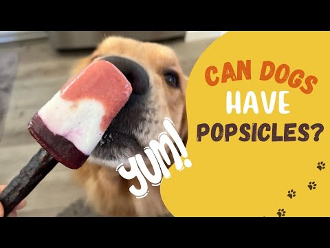 Video: Vai suņiem var būt pārspēt popsi?