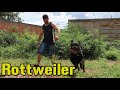 Limpeza Contra Cinomose e Veja Rottweiler que M@tou Até Bezerro veja como é com Gente  - Cães Brasil