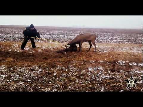 Whitetail deer locked together and separated by Illinois Conservation Police