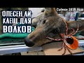 Опасен ли клещ для волков? История волчицы Масяни