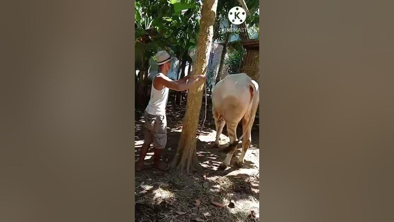 Proses Sapi PO Kebumen Kawin secara Alami,Pejantan Tinggi dan Panjang ...