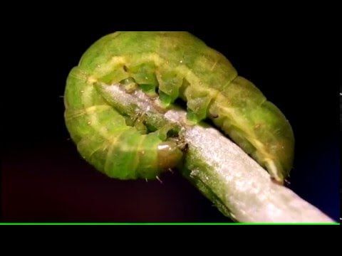 Video: Von Der Raupe Zum Schmetterling: über Die Wut Auf Die Eltern