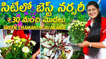 🔴Best Nursery in Hyderabad | ₹30 నుంచి మొదలు | Plant Varieties with Price