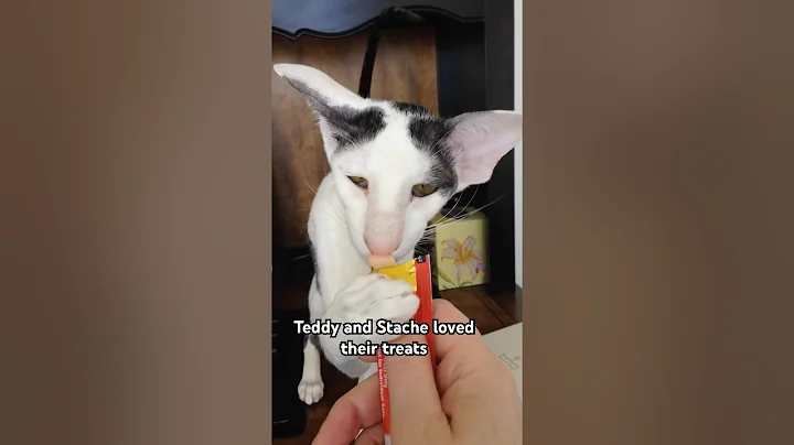 Watch the video about Oriental Shorthairs love treats too!#catshorts #cat #hungry #catcare