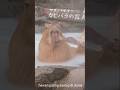 kok bisa ya hewan ini bisa se santuy itu.#hewan lucu# shorts vidio# capybara