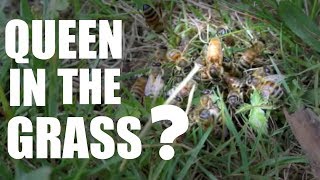 What to do when you find your queen under a ball of bees in the
grass?! rescue time? or just see what'll happen? welcome my second
year keeping bees, w...